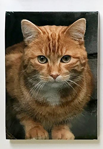 Cat Lovers Gift - Ginger Tabby Cat Magnetic Notepad / Shopping list, size 75mm x 100mm