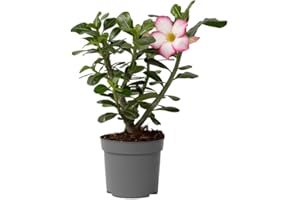Plant in a Box - Adenium Obesum 'Étoile rose' - Rose du désert - Plantes exotique - Rosier violet - Pot 13cm - 30-40cm