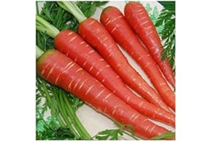 PAGANO DOMENICO E FIGLI SEMENTI DAL 1954 CAROTA ROSSA NR.200 SEMI