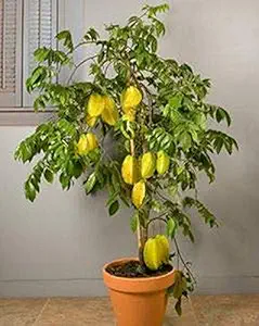 Creative Farmer Live Plant Star Fruit Care Carambola Tree Indonesia Variety (1 5-2 Feet Height) Pot Suitable Garden Plant(1 Healthy Live Plant) (PLANT-63-STARFRUIT3ll@)