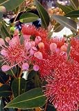 semillas eucalipto nitens ¡Sólo un producto TROPICA original con la tarjeta de 4 colores con foto en color e instrucciones detalladas del cultivo! Envío gratuito para pedidos superiores a 20 €