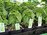  albahaca, GENOVESE, hierba de la especia, para pesto, 940 semillas Groco