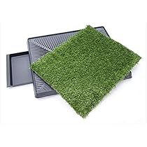 indoor grass patch