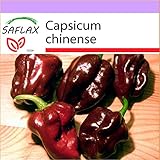 10 semillas por paquete SAFLAX - Chile habanero chocolate - 10 semillas - Capsicum chinense