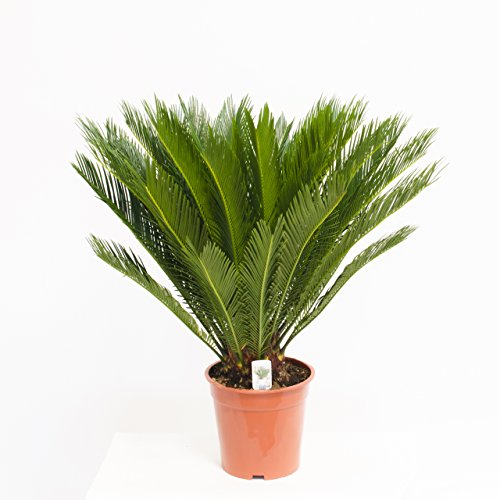 Cycas Revoluta 70cm +/- ,Palmfarn – Sagopalme, Topfgröße 15 cm - 3