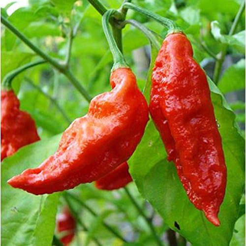 Hot 25 Seed Ghost Peppers Chili Rare Sowing Bhut Jolokia Balcony Vegetable Seeds