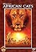 African cats [IT Import]