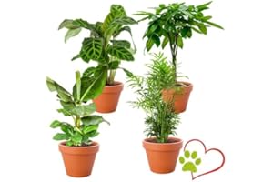 BLUME IDEAL Set de 4 Plantas “Apto para Mascotas”, +/- 30–60 cm, ø 12–15 cm maceta, Palmera de Salón, Planta de Plátano, Árbol del Dinero, Calatea, no tóxico y apto para mascotas