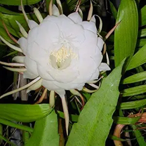 Easy Gardening Queen of the Night Brahma Kamal Plant - 1 Live Plant