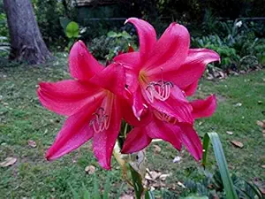 Floriculture Greens IMP. Crinum