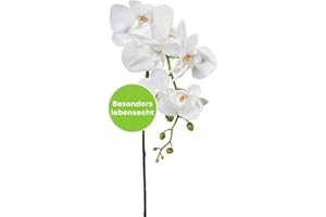 CREATIV green stilvolle Phalaenopsis Kunstorchidee 86cm in weiß I künstliche Orchideen wie echt mit naturgetreuen Blüten I Pflegeleichte & täuschend echte Kunstblumen I Ideal als Blumen Deko