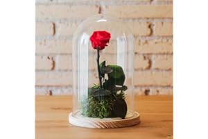Kokedamas Lucciana Rosa Eterna Roja | Cúpula de Cristal con Flor Preservada | Ideal para Decoración Hogar | Sin riego | Medidas: 25 cm x 15 cm