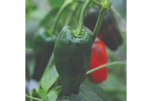 SUTTONS EST. 1806 Chilli Pepper 'Padron' – Tapas Pepper Mild to Medium Heat 1 Packet x18 Seeds by Suttons