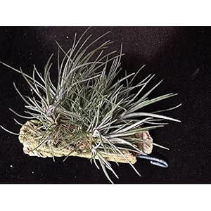 Seltene Wüsten Tillandsien ionantha var. mexiko Mehrstämmig als Pulk auf Kork gebunden