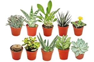 TODOCACTUS Pack de 10 Plantas Suculentas Diferentes en Macetas de 5cm Plantas Crasas Naturales