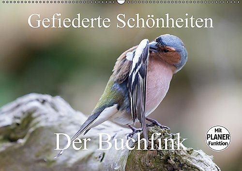 Gefiederte Schönheiten - Der Buchfink (Wandkalender 2017 DIN A2 quer): Der Buchfink, eine gefiederte Schönheit, die der Fotograf Rolf Pötsch in ... 14 Seiten ) (CALVENDO Tiere)