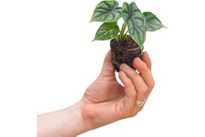 PLNTS - Baby Alocasia Dragon Scale - Plantes d'intérieur - Feuilles de flèche - Decoration chambre - Accessoires de décoration intérieure - Boutures de 2cm - Hauteur 20cm