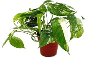 EXOTENHERZ Epipremnum variegata Scindapsus Pot de 12 cm Plante d'intérieur grimpante Blanc et multicolore
