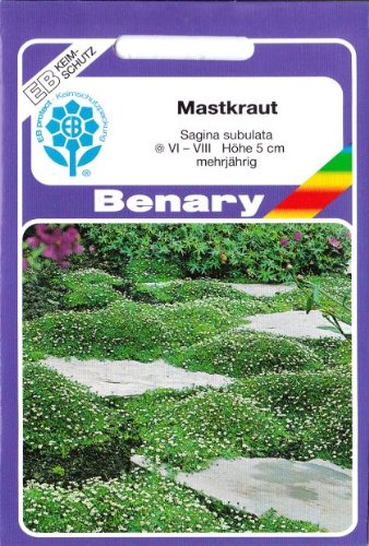 Mastkraut, Sternmoos, Plattenmoos, Sagina subulata, ca. 800 Samen