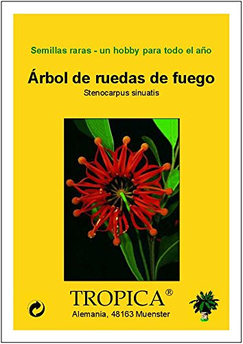 TROPICA – Australischer Feuerradbaum (Stenocarpus sinuatis) – 20 Samen - 7