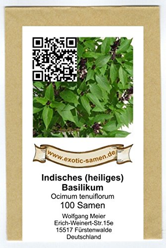 Ocimum tenuiflorum – indisches Basilikum „Tulsi“ – heiliges Basilikum – 100+ Samen - 2