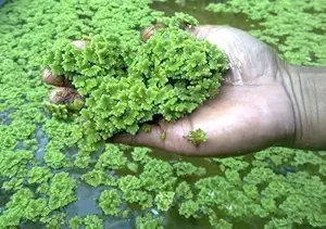 Azolla Seeds|26% Protein | Farm Animals Feed | 200 to 300 GMS