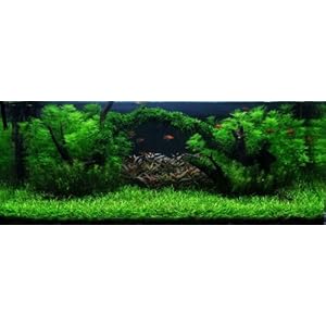 Moosbrücke Unterwasser-Landschaft Moosbrücke für 500 Liter Aquarium