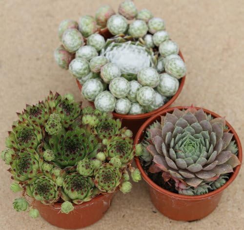3 x Sempervivum Hens &amp; Chicks Mother Plant In 9cm Pot Ready For Taking Cuttings