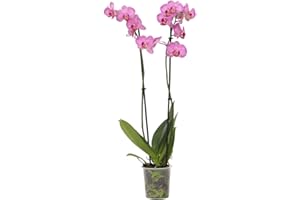Plant in a Box - Phalaenopsis - Orchidée Pourpre - Plante d'intérieur à fleurs - Aime les chats - Pot 12cm - Hauteur 50-60cm