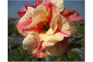 Adenium obesum Luang Lai - Rose du désert - Faux baobab - 3 graines