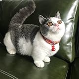 KurzDE Katzenhalsband Katze Halsband Kragen Vestellbar für Katzen kleiner Hunde Kaninchen als Weihnachten Geschenk (Rot- mehrfarbig)