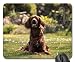 Produktbild Spielmausunterlagen, Mäusematte, Hundegarten-Frühlings-Haustiertier-Natur-Tiere