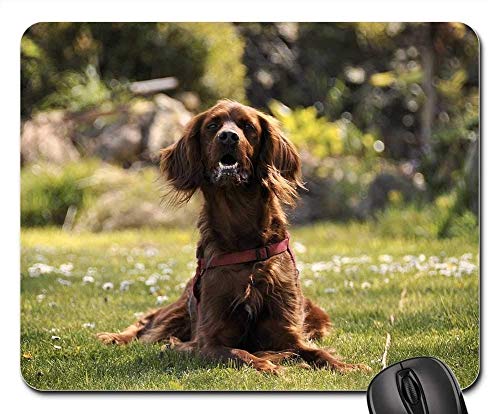 Preisvergleich Produktbild Spielmausunterlagen, Mäusematte, Hundegarten-Frühlings-Haustiertier-N...