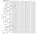 Produktbild TreeSeek 15 Generation Pedigree Chart | Blank Genealogy Forms for Family History and Ancestry Work by TreeSeek