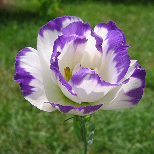 Lila Eustoma Samen Staudenblütenpflanzen Topfblumen Samen Lisianthus Multicolor für DIY Haus und Garten – 100 PCS - 2