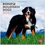 Bernese Mountain Dogs 2013 - Berner Sennenhunde - Original BrownTrout-Kalender by 