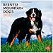 Bernese Mountain Dogs 2013 - Berner Sennenhunde - Original BrownTrout-Kalender by 
