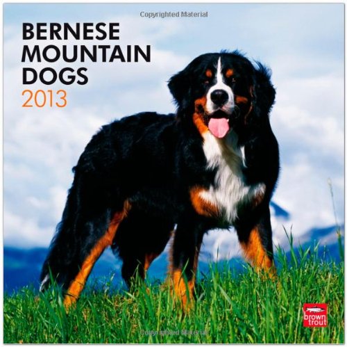 Bernese Mountain Dogs 2013 - Berner Sennenhunde - Original BrownTrout-Kalender