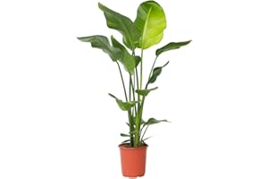 Plant in a Box - Strelitzia Nicolai XL - Grande plante verte interieur vivante - Plante oiseau du paradis - Pot 21cm - Hauteur 90-110cm