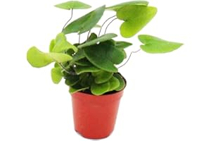 Exotenherz, Mini Plant, Hemionitis arifolia, Heart Fern, Ideal For Small Bowls and Glasses, Baby Plant In 5.5 cm Pot