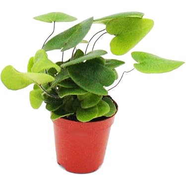 knstliche orchideen im topf wei Knstliche Orchideenpflanzen, knstliche Orchideen im Topf, Phalaenops   Elegantly You