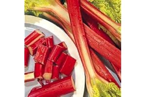 MOOSE SEEDS Rhubarb - Glaskin's Perpetual - Garden Fruit 40 Seeds