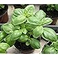 Go Green Sweet Genovese Basil Organic Seeds (Pack of 100 seeds)