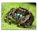 Produktbild Spider Tarantel Insekten Pets Gras Maus Pads Made, um, um Unterstützung bereit 9 7/20,3 cm (250 mm) X 7 7/20,3 cm (Verlaufsfilter) X 1/40,6 cm (2 mm) Hohe Qualität Umweltfreundlich Reinigungstuch mit Neopren Gummi luxlady Maus Pad Desktop Mousepad Laptop Mousepads bequem Computer Maus Matte niedlichen Gaming Maus Pad