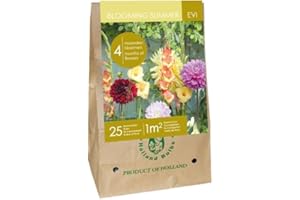 Jub - Mix Bulbes Fleurs été EVI