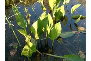 LINCOLNSHIRE POND PLANTS LTD Alisma plantago aquaticum (Water Plantain, Mad Dog Weed) - Marginal Pond Plants - Pond Plants - Water Plants Potted-9 cm