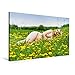 Produktbild Calvendo Premium Textil-Leinwand 90 cm x 60 cm Quer, Hot XXL Girls | Wandbild, Bild auf Keilrahmen, Fertigbild auf Echter Leinwand, Leinwanddruck: XXL Frau nackt auf der Wiese Menschen Menschen