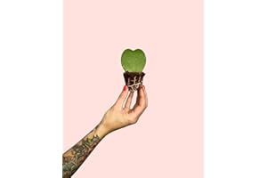 Hoya Kerri Mini | Comprar Online | Pur Plant