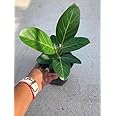 MVKR Live Ficus Benghalensis tree, Banyan, Bargad Plant I