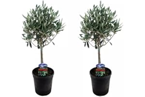 Duo de Olivos | DECOALIVE | Pack 2 Árboles Naturales | Olea Europaea | Árboles de Interior y Exterior